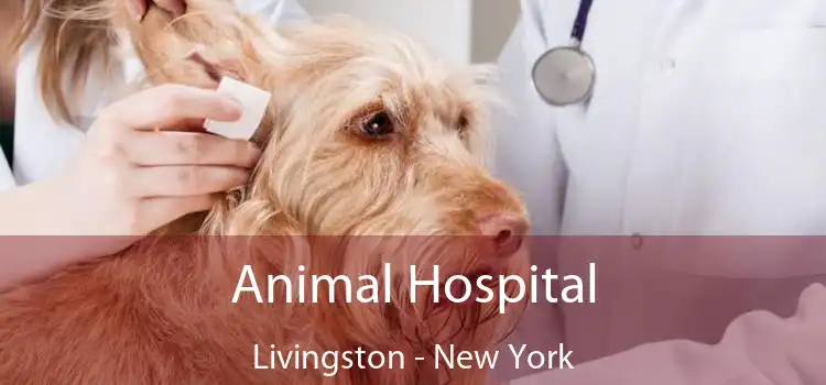 Animal Hospital Livingston - New York