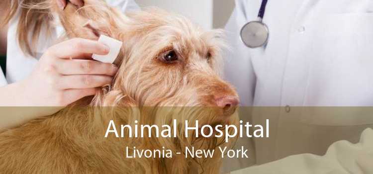 Animal Hospital Livonia - New York