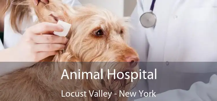 Animal Hospital Locust Valley - New York