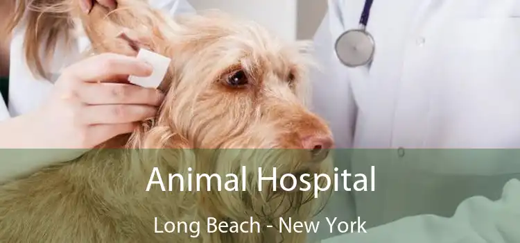 Animal Hospital Long Beach - New York