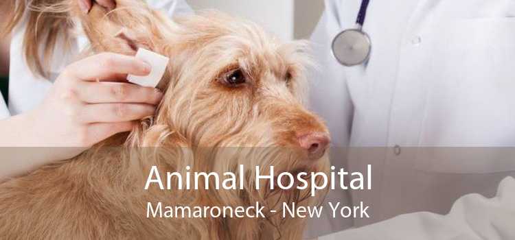 Animal Hospital Mamaroneck - New York