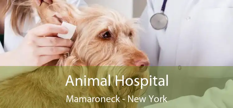 Animal Hospital Mamaroneck - New York