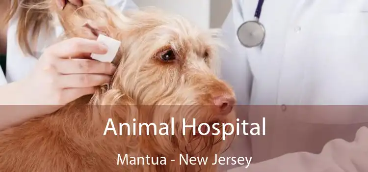 Animal Hospital Mantua - New Jersey