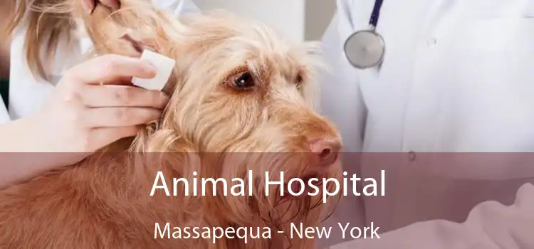 Animal Hospital Massapequa - New York