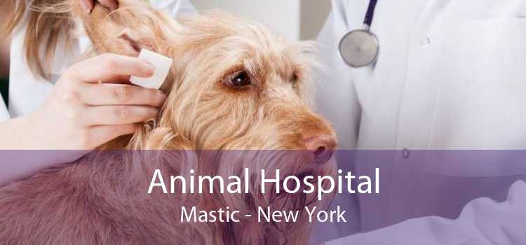 Animal Hospital Mastic - New York