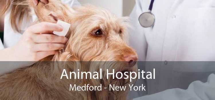 Animal Hospital Medford - Small, Affordable, And Emergency Animal Hospital