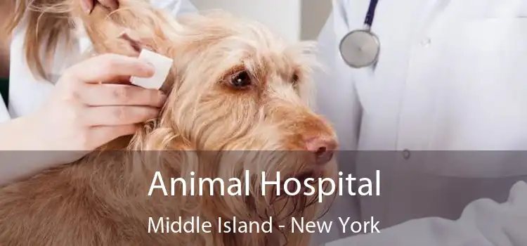 Animal Hospital Middle Island - New York