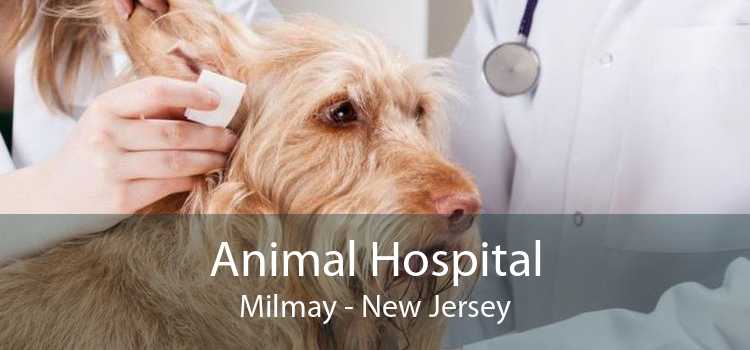 Animal Hospital Milmay - New Jersey