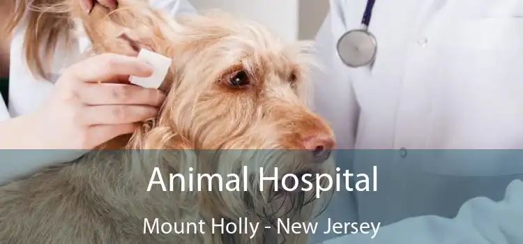 Animal Hospital Mount Holly - New Jersey