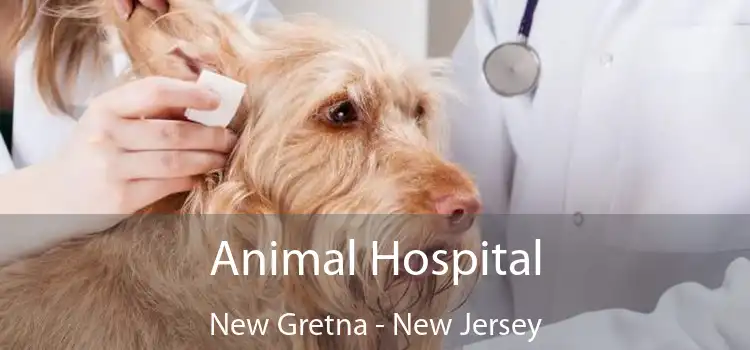 Animal Hospital New Gretna - New Jersey
