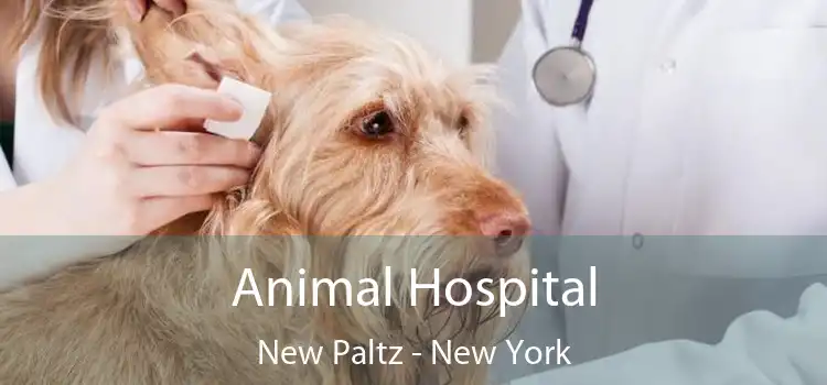 Animal Hospital New Paltz - New York