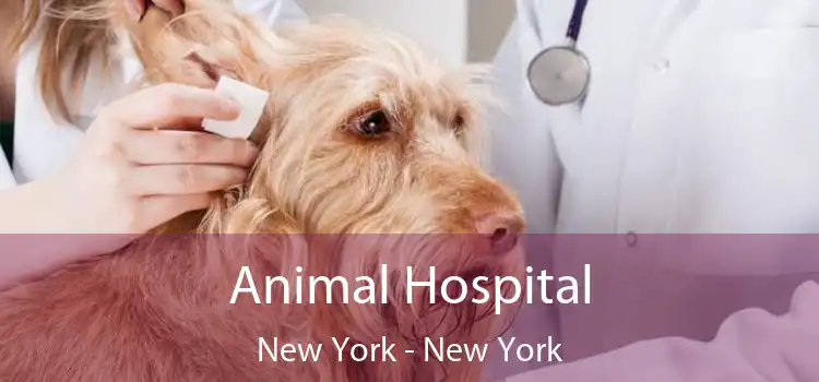 Animal Hospital New York - New York