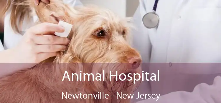 Animal Hospital Newtonville - New Jersey