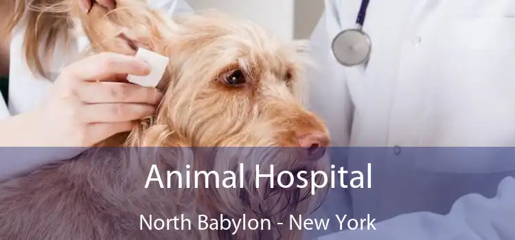 Animal Hospital North Babylon - New York