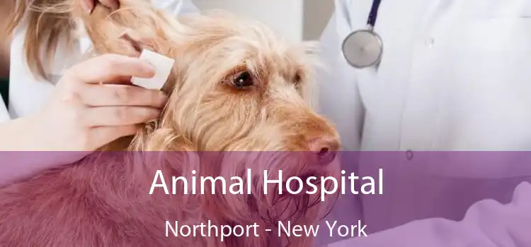 Animal Hospital Northport - New York