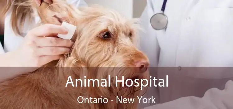Animal Hospital Ontario - New York