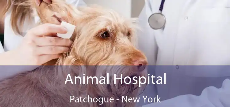 Animal Hospital Patchogue - New York