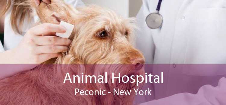 Animal Hospital Peconic - New York