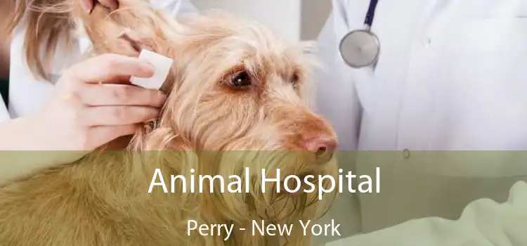 Animal Hospital Perry - New York