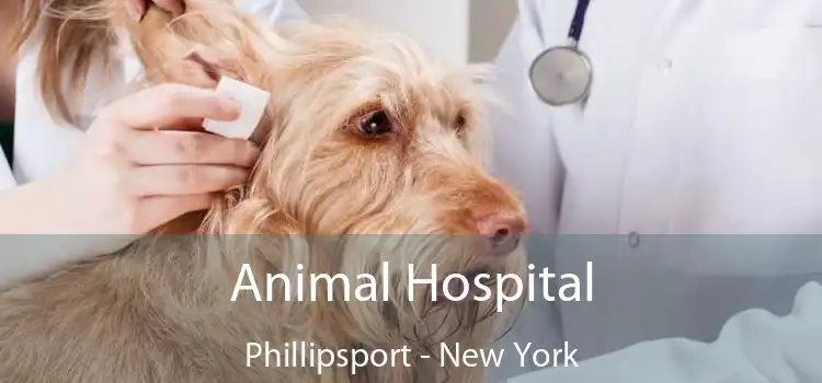Animal Hospital Phillipsport - New York