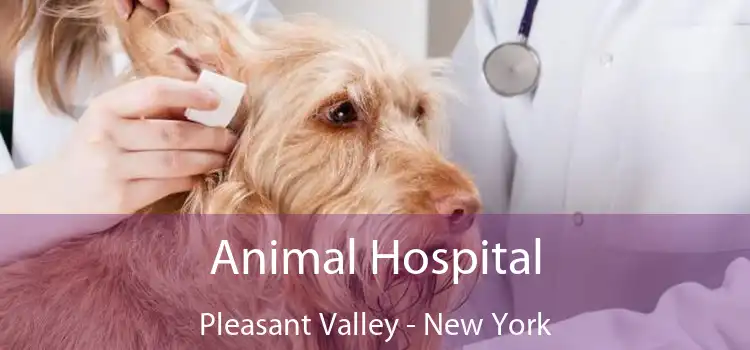 Animal Hospital Pleasant Valley - New York