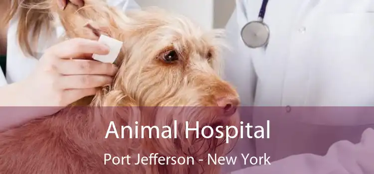 Animal Hospital Port Jefferson - New York