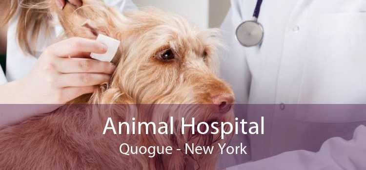 Animal Hospital Quogue - New York