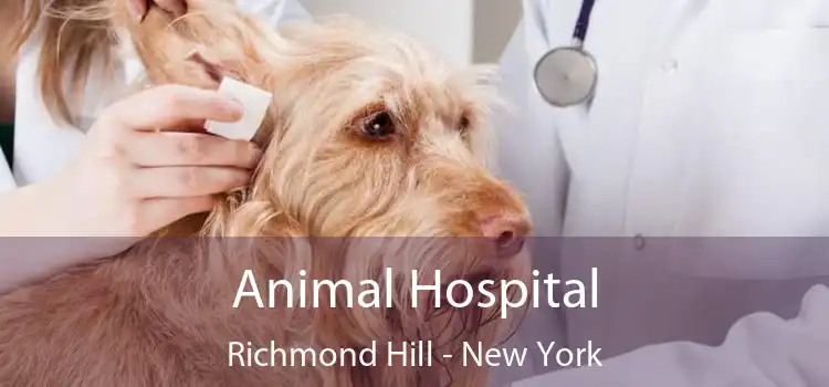 Animal Hospital Richmond Hill - New York