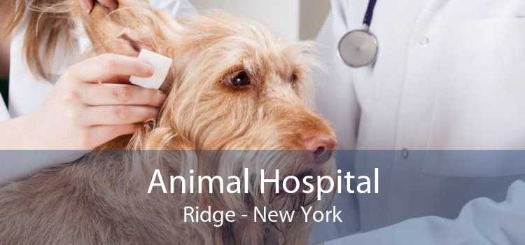 Animal Hospital Ridge - New York