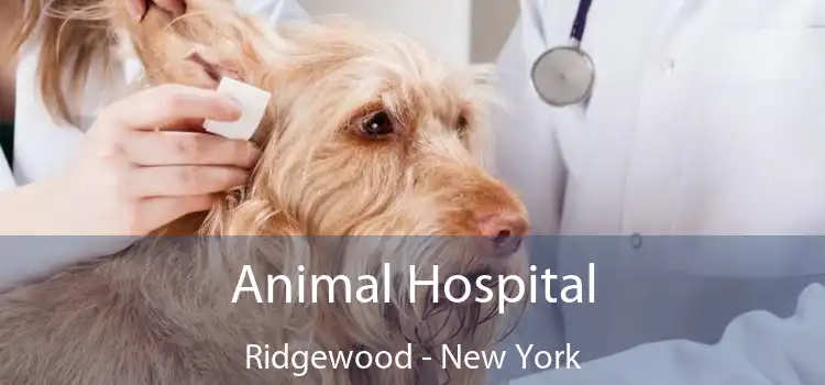 Animal Hospital Ridgewood - New York