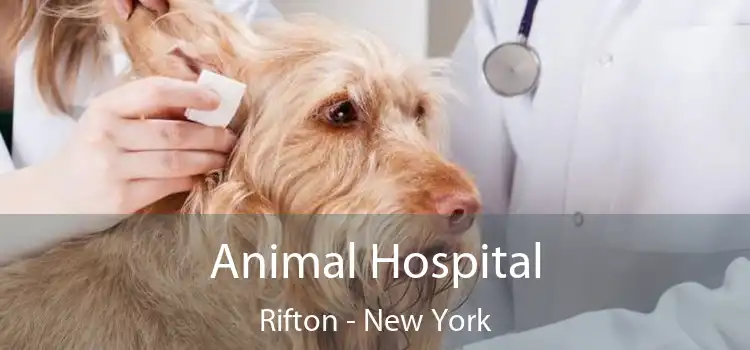 Animal Hospital Rifton - New York