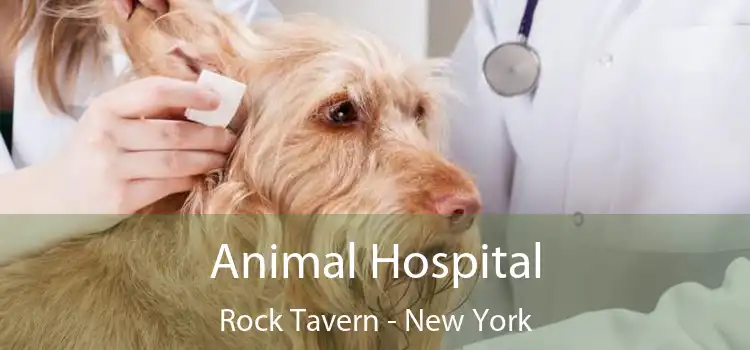 Animal Hospital Rock Tavern - New York