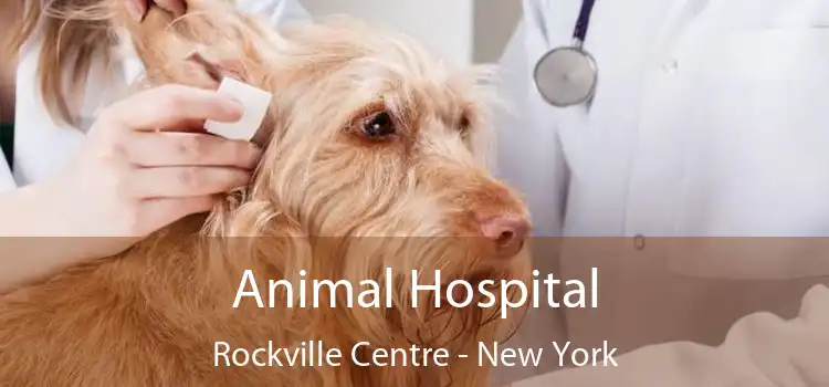 Animal Hospital Rockville Centre - New York