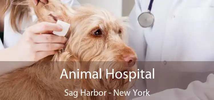 Animal Hospital Sag Harbor - New York