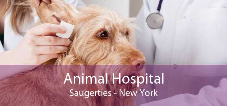 Animal Hospital Saugerties - New York