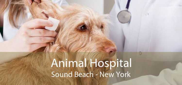 Animal Hospital Sound Beach - New York