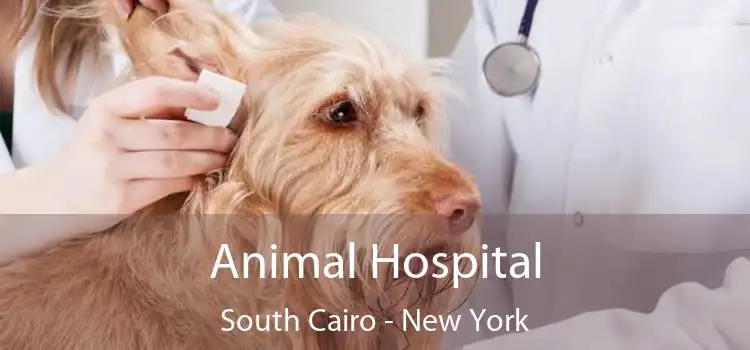 Animal Hospital South Cairo - New York