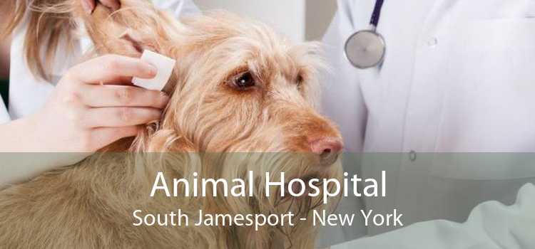 Animal Hospital South Jamesport - New York