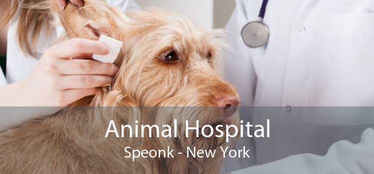 Animal Hospital Speonk - New York