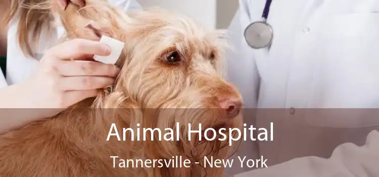 Animal Hospital Tannersville - New York