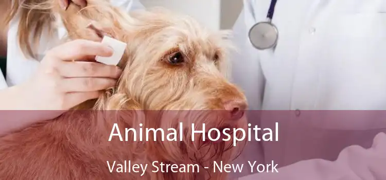 Animal Hospital Valley Stream - New York