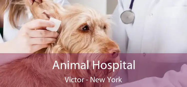 Animal Hospital Victor - New York