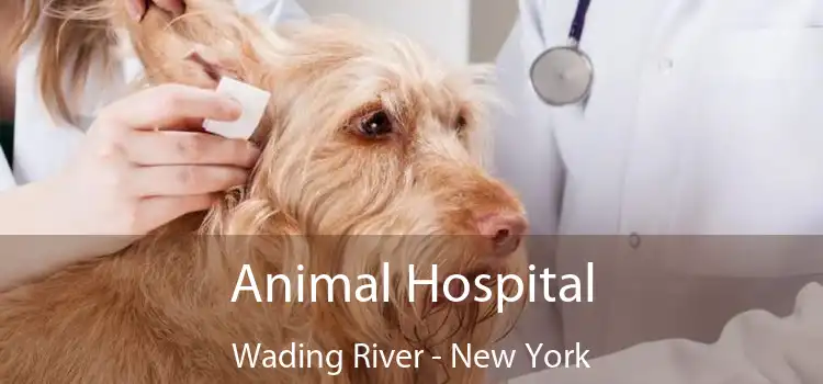 Animal Hospital Wading River - New York