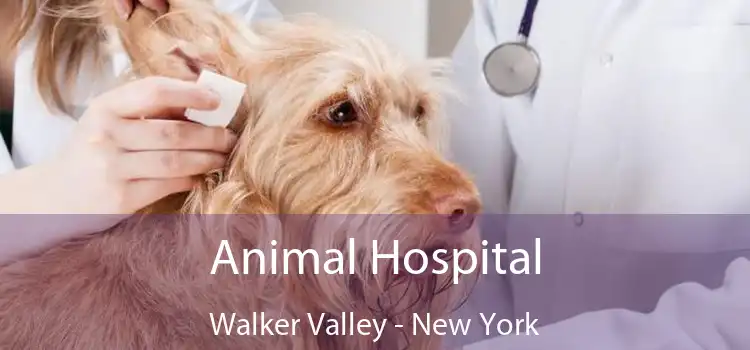 Animal Hospital Walker Valley - New York