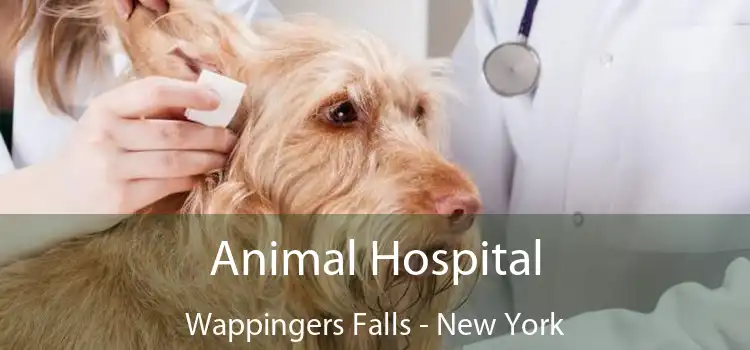 Animal Hospital Wappingers Falls - New York