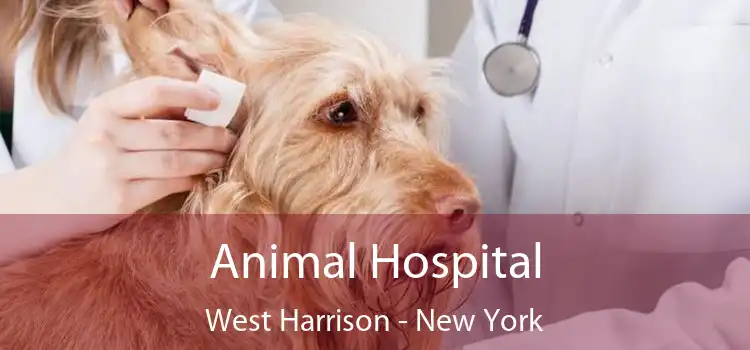 Animal Hospital West Harrison - New York