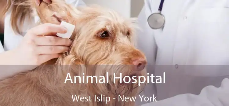 Animal Hospital West Islip - New York