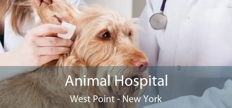 Animal Hospital West Point - New York