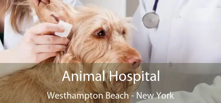 Animal Hospital Westhampton Beach - New York