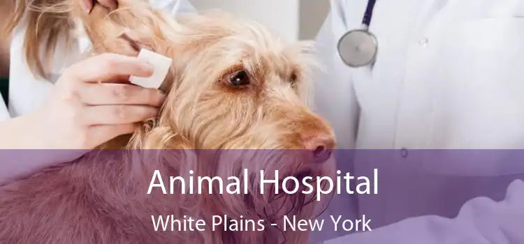 Animal Hospital White Plains - New York